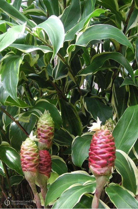 Zingiber zerumbet (Variegated Shampoo Ginger)