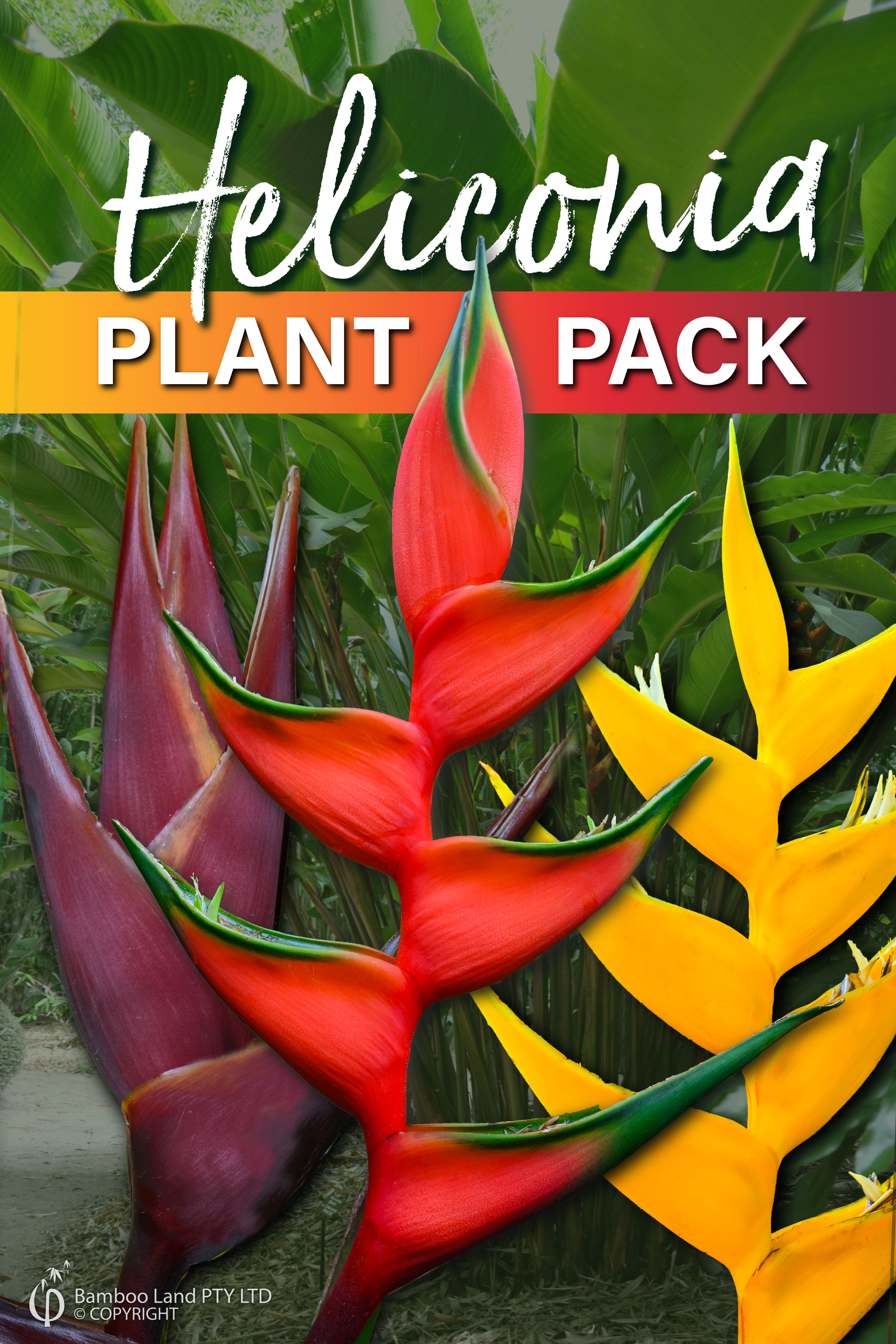 Our blog alpinia zerumbet green shell ginger 