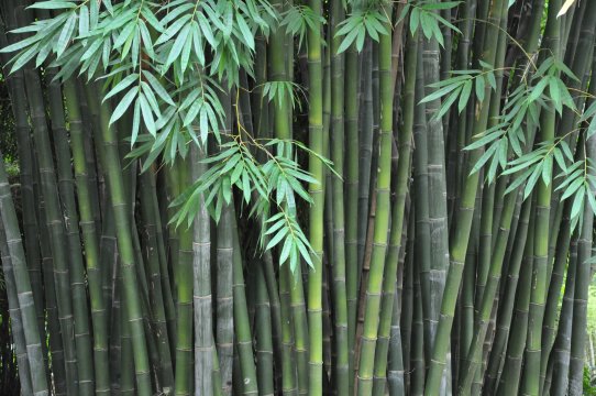 Planting And Growing Bamboo