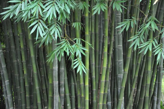 Planting and growing bamboo