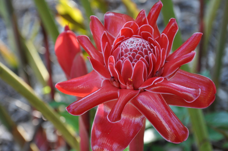 Growing gingers and heliconias