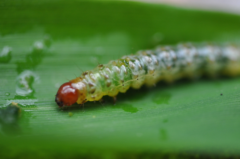 Bamboo leaf-roller caterpillar / moth