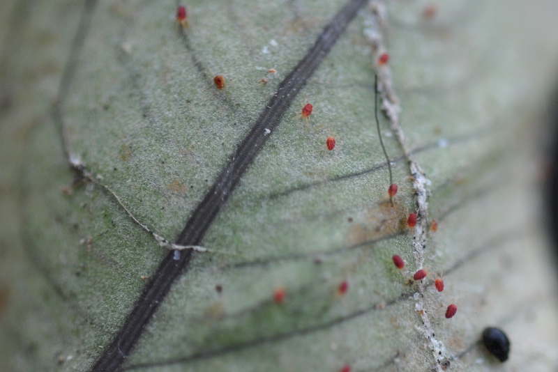 Two-spotted mites / spider mites
