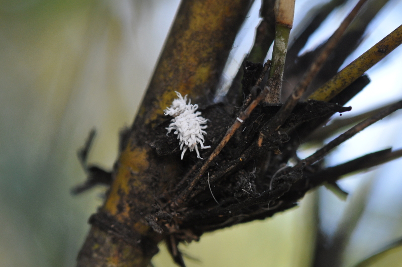 Mealy Bugs, Sooty Mould and Ants