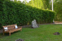 How to maintain Slender Weaver Bamboo for a dense, healthy hedge
