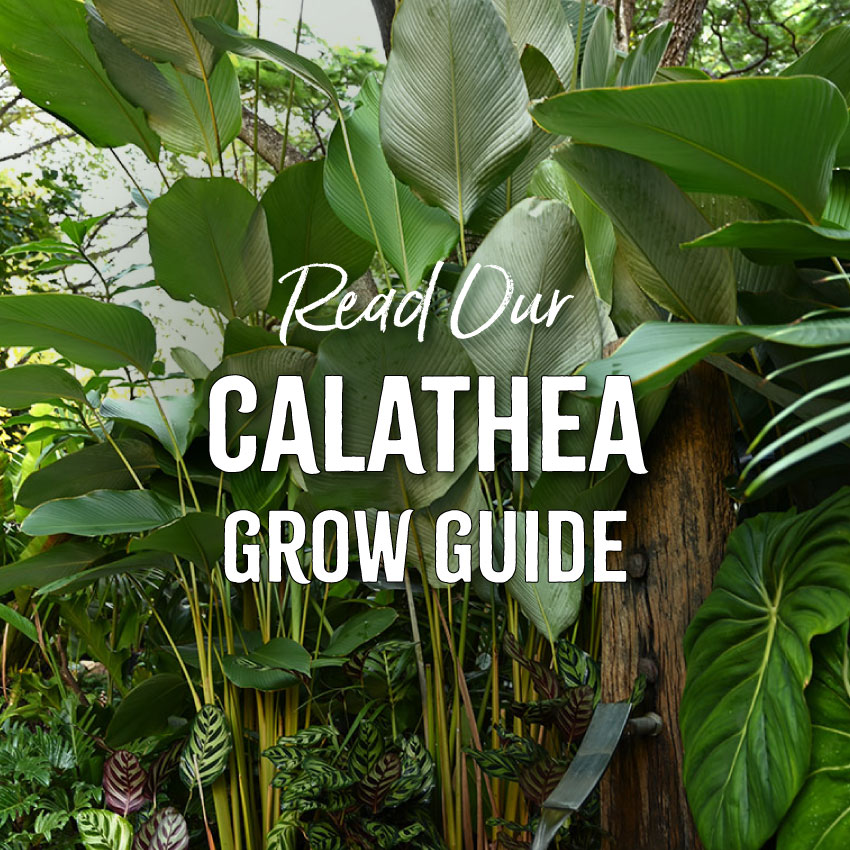 Calathea Grow Guide