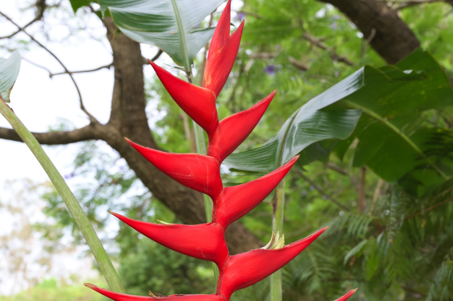 Is Heliconia bihai x caribaea 'Hot Rio Nights' suitable for my climate?