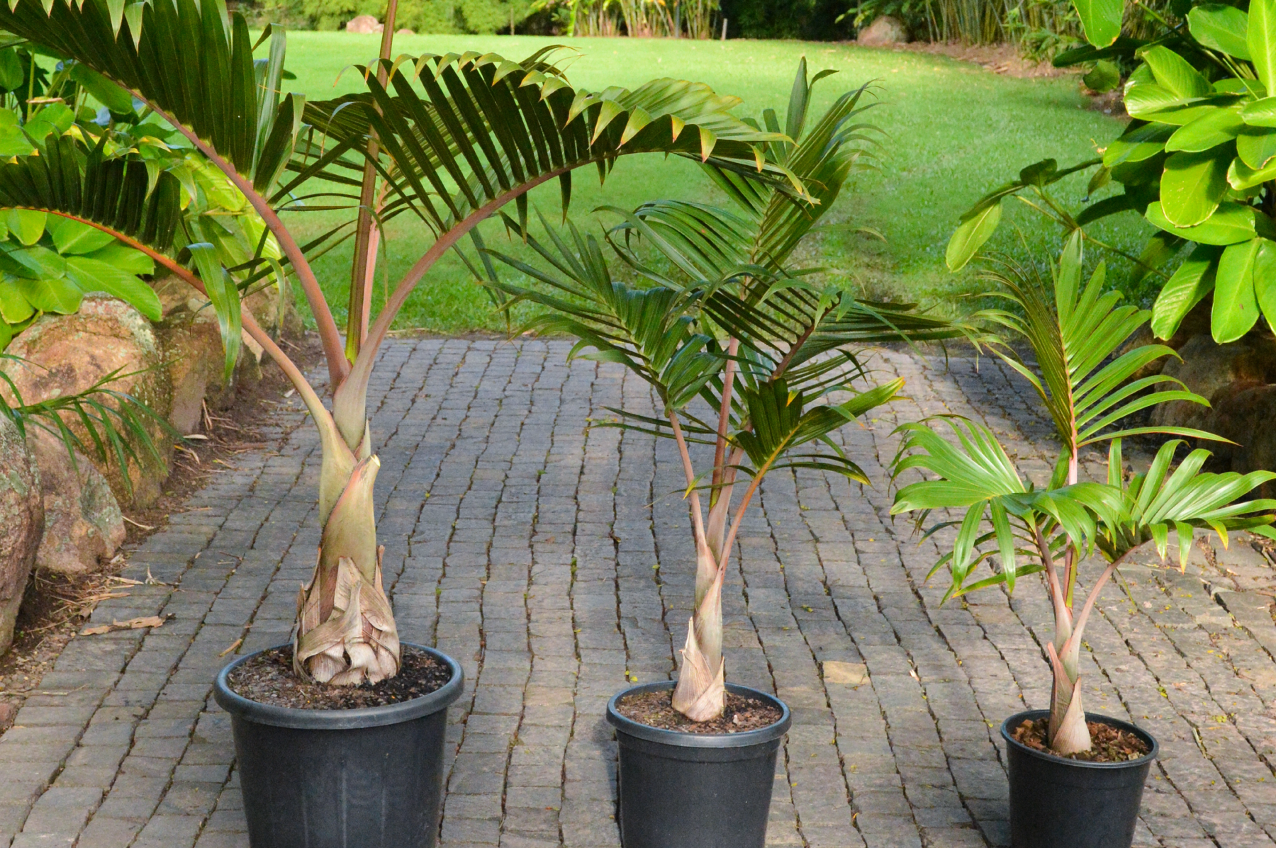 Tropical plants that thrive in the full sun