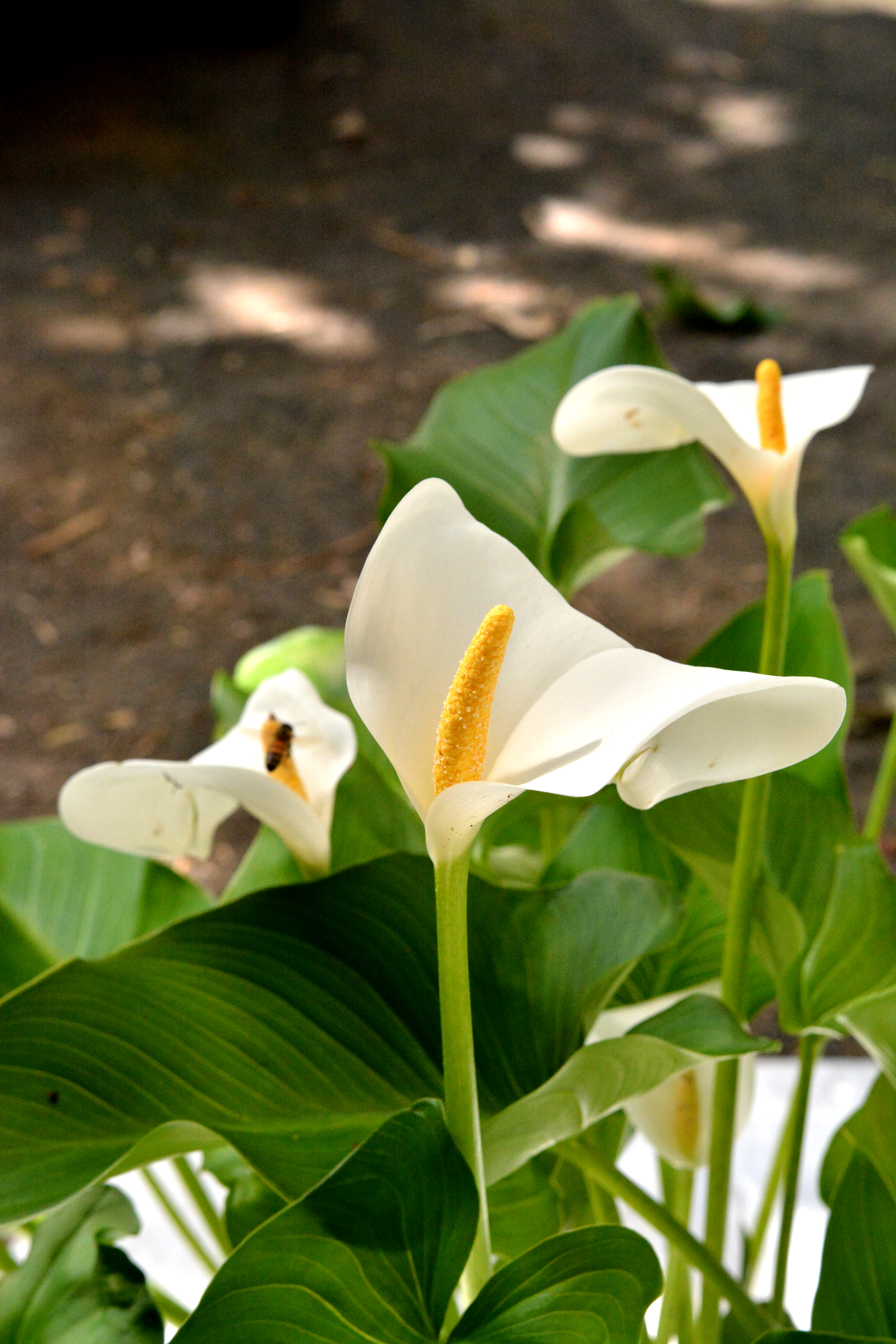 Sonalu Cassia fistula (Golden Shower Tree)
